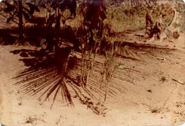 BGR foto tc-08.1978 060